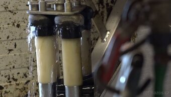 dojicí technika na krávy - 3