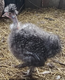 Slepička krahujci usa - 3