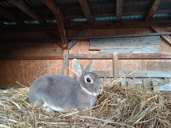 Zakrslý rex divoce modrý samička mazlíček - 3