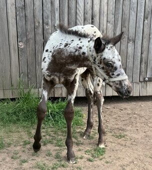 Appaloosa - 3
