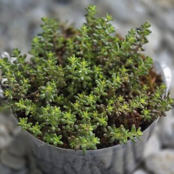 Sedum album - 3