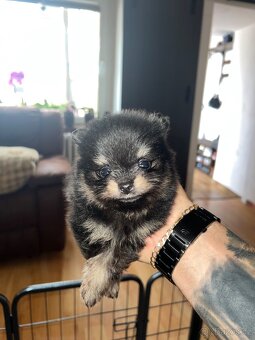 Pomeranian - PureLivePuppy FCI - 3