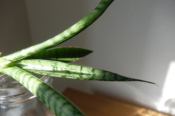Tchynin jazyk, Sansevieria, hybrid - 3