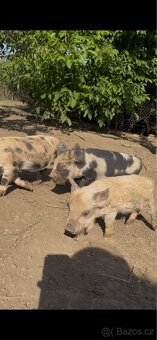 Prodej selátka Kune Kune - 3
