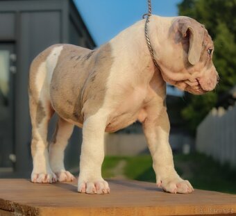American Bully XL 🐾 - 3