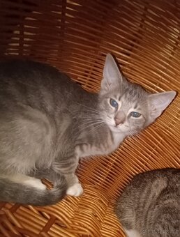 Kočka domácí-koťata - 3