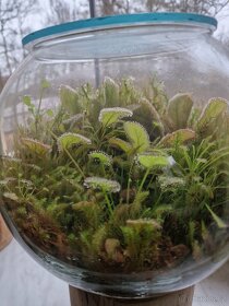 Pralesní rosnatky - 3