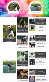 Francouzsky buldoček s PP - 3