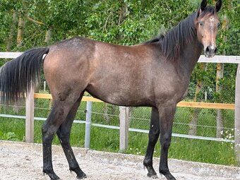 Mladá kobylka po Cornet de Lux - 3