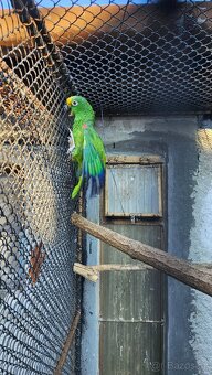 Prodám  amazoňany žlutohlavé panamské,vínorudé - 3