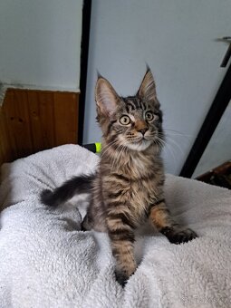 mainská mývalí koťátka ( MCO ) - 3