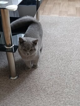 Britská kočička - 3