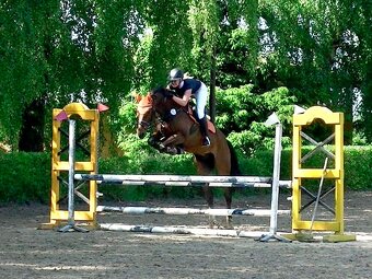 7 lety valach do sportu - 3