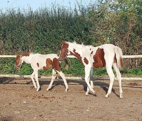 prodám klisničku podílovou american  paint horse. - 3