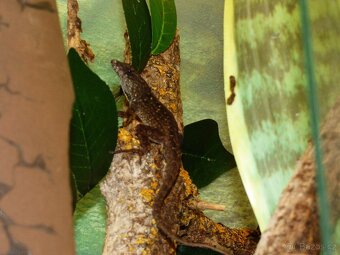 Anolis šedý (Anolis sagrei) 1,1 - 3