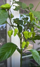 Sazenice TRINIDAD MORUGA SCORPION a CAROLINA REAPER - 3