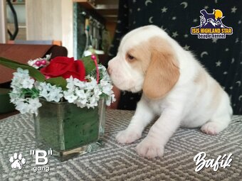Beagle s PP - 3
