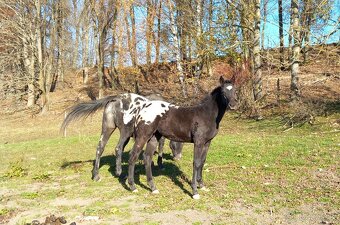 Roční appaloosa klisna - 3