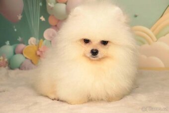 Pomeranian - 3