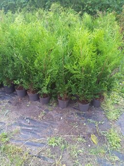 Thuja brabant - 3