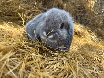 Mini lop mláďata k rezervaci - 3