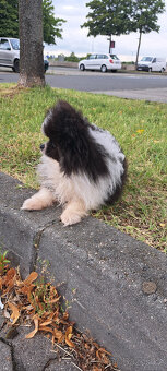 Rozkošné šteniatko pomeraniana hľadá nový domov - 3