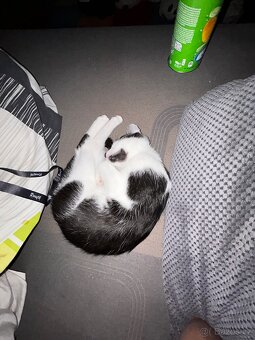 Daruji kotě 3 měsíční - 3