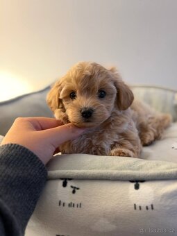 Holčička Maltipoo Standard - 3