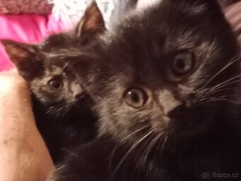 4 mala koťátka - 3