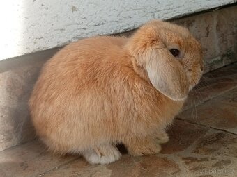 Volná samička - Anglický Zakrslý Beránek MiniLop🍑🧡 - 3