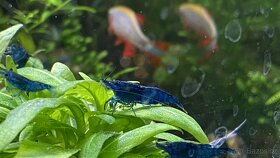 Krevetky Blue dream (Neocaridina davidi)NOVINKA-zasíláme - 3