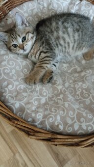 Britské whiskas kočičky s PP - 3