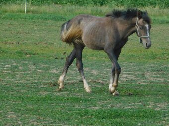 roční pony - 3
