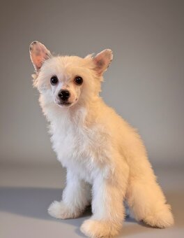 Čínsky chocholatý pes s PP -labutienka (osrstena varieta) - 3