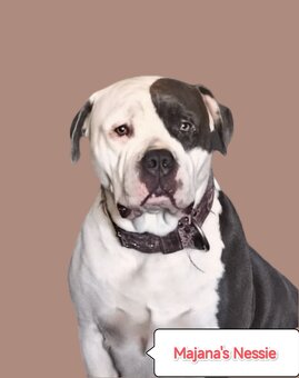 American Bully XL originální původní krev rodokmen ABKC USA - 3