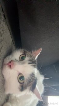 Daruji kočičku - 3