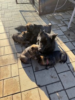 Německý ovčák - 3