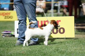 Jack russell teriér k dispozici na krytí - 3