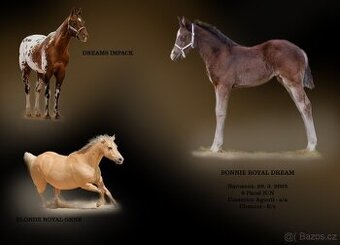 Prodám Appaloosa - 3