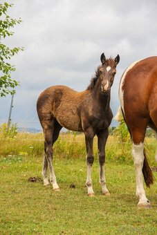 Prodám Appaloosa - 3