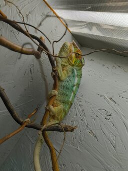 Chameleon Pardálí (Furcifer Pardalis) Nosy Be F2 - 3