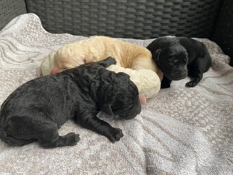 Labrador retrívr - štěňátka černé barvy bez PP - 3