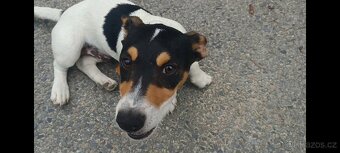 štěňata Jack Russell teriér- jrt - 3