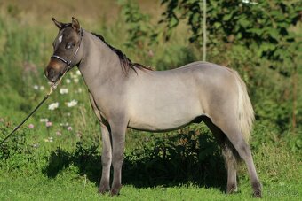 Letošní hřebeček minihorse - MOCCACCINO - 3