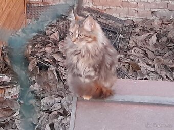 Koťata Mainská mývalí - 3