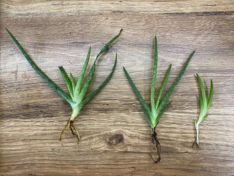 Aloe vera – velká rostlina + odnože - 3