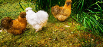 Hedvábnička Zdrobnělá - 3