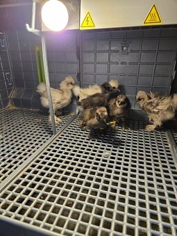 Hedvábničky USA kuřátka - 3