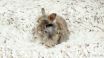 Zakrslý králík, králíček - HARRY - 3