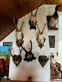 Trofeje -myslivost - 3